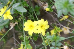 Jasminum mesnyi